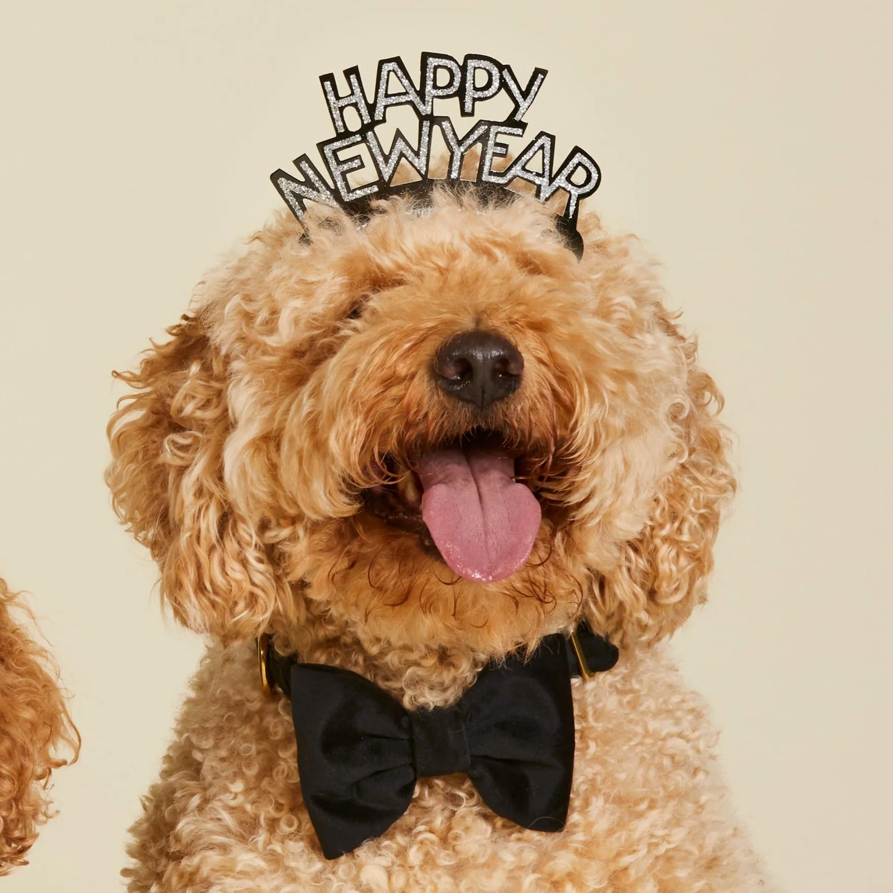 Black Velvet Bow Tie Collar