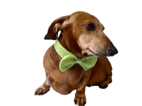 Bow collar for dachshund or small dog