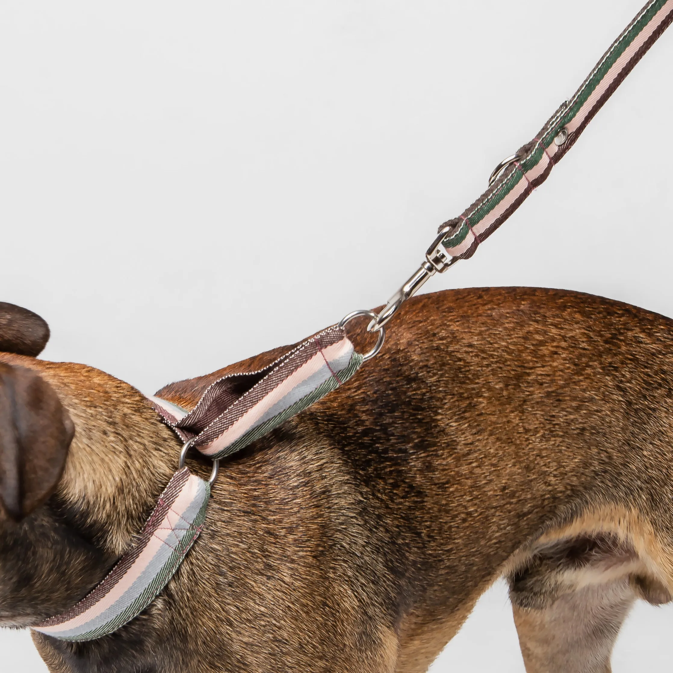 Cloud7: Grace Dog Martingale Collar Brown