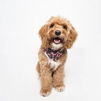 Marcia, Breast Cancer Awareness Dog Bandana